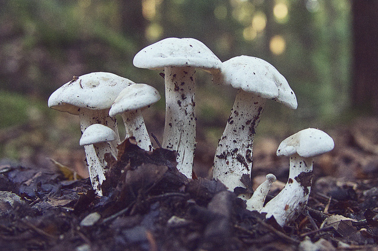 산림치유